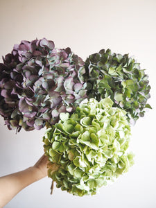 Bouquet d’hortensias