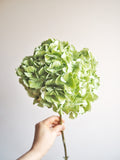 Bouquet d’hortensias