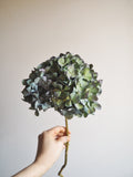 Bouquet d’hortensias