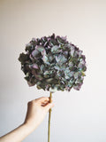 Bouquet d’hortensias