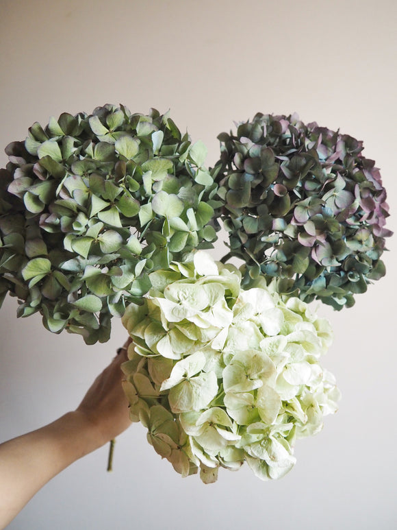 Bouquet d’hortensias