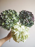 Bouquet d’hortensias