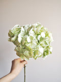 Bouquet d’hortensias