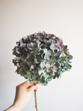 Bouquet d’hortensias