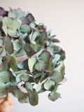 Bouquet d’hortensias