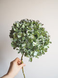 Bouquet d’hortensias