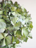 Bouquet d’hortensias
