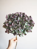 Bouquet d’hortensias