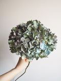 Bouquet d’hortensias