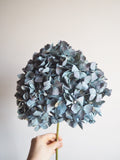 Bouquet d’hortensias