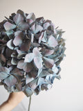Bouquet d’hortensias
