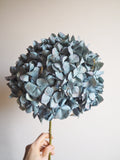 Bouquet d’hortensias