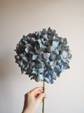 Bouquet d’hortensias