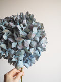 Bouquet d’hortensias
