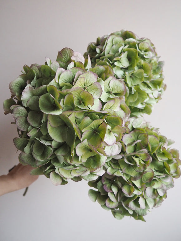 Bouquet d’hortensias