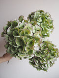 Bouquet d’hortensias
