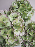 Bouquet d’hortensias