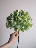 Bouquet d’hortensias
