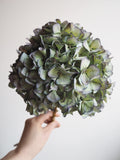 Bouquet d’hortensias