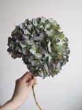 Bouquet d’hortensias
