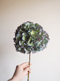 Bouquet d’hortensias