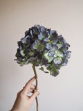 Bouquet d’hortensias