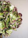 Bouquet d’hortensias