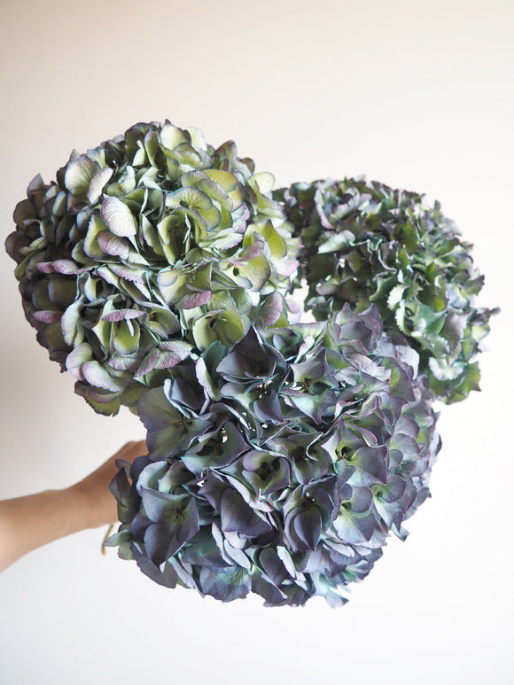 Bouquet d’hortensias
