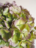 Bouquet d’hortensias