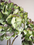 Bouquet d’hortensias
