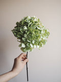Bouquet d’hortensias