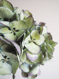 Bouquet d’hortensias