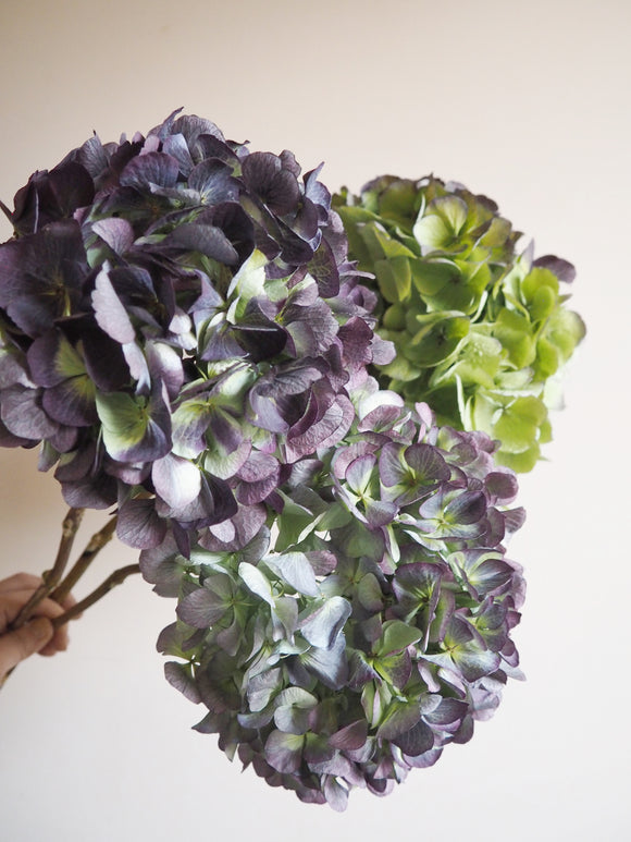 Bouquet d’hortensias