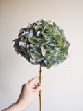 Bouquet d’hortensias
