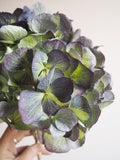 Bouquet d’hortensias