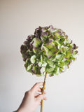 Bouquet d’hortensias