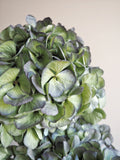 Bouquet d’hortensias