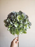 Bouquet d’hortensias