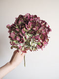 Bouquet d’hortensias