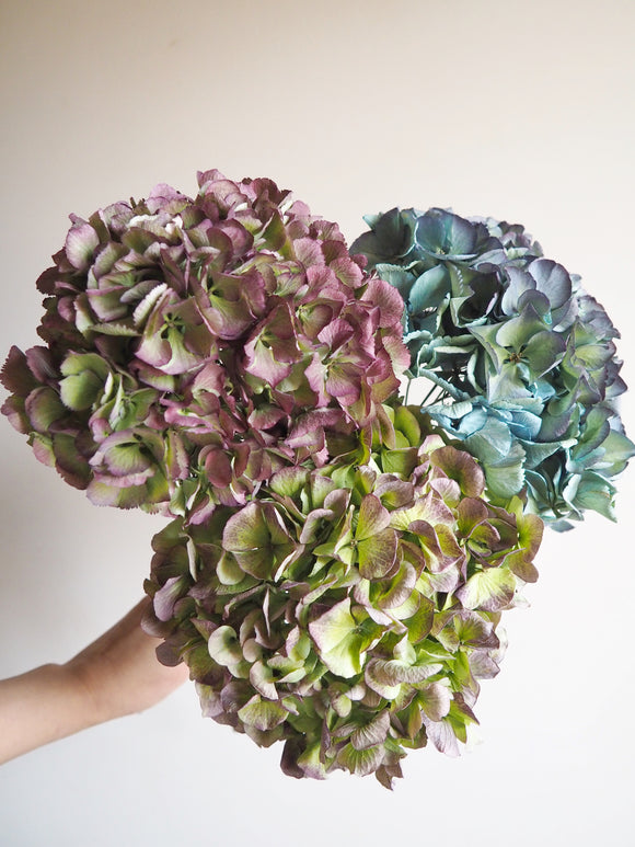 Bouquet d’hortensias