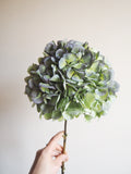 Bouquet d’hortensias