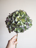 Bouquet d’hortensias