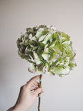 Bouquet d’hortensias