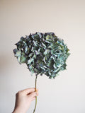 Bouquet d’hortensias