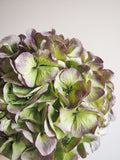 Bouquet d’hortensias