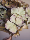 Bouquet d’hortensias