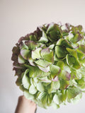 Bouquet d’hortensias