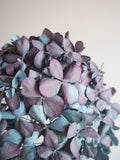 Bouquet d’hortensias