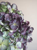 Bouquet d’hortensias