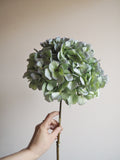 Bouquet d’hortensias